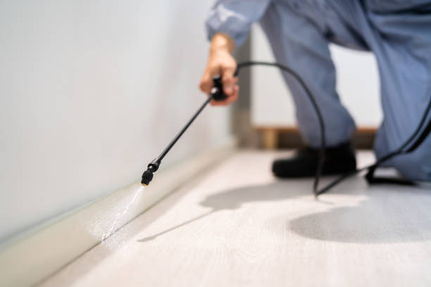 Licensed Wasp Removal service in Le Roy, IL - Show Me Pest Control